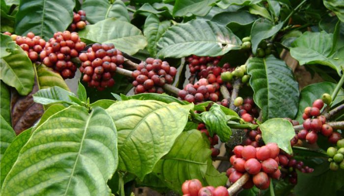 Luas Areal Tanaman Perkebunan Rakyat Menurut Jenis Tanaman di Jawa Barat