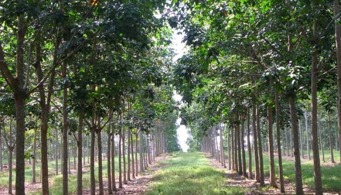 Luas Perkebunan Komoditi Karet Berdasarkan Kabupaten/Kota di Jawa Barat 2024