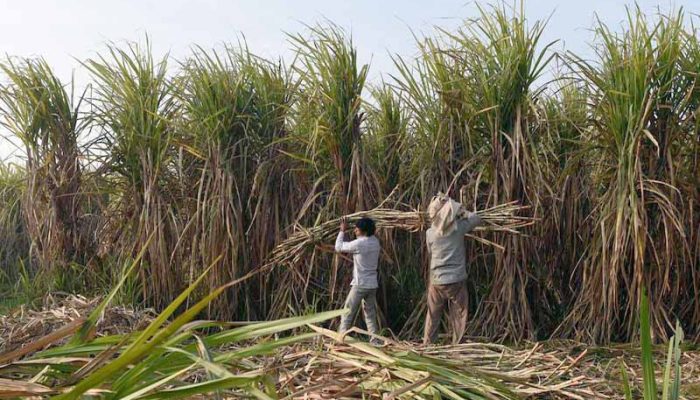 Produksi Tanaman Tebu Terbesar Berdasarkan Kabupaten/Kota di Jawa Barat