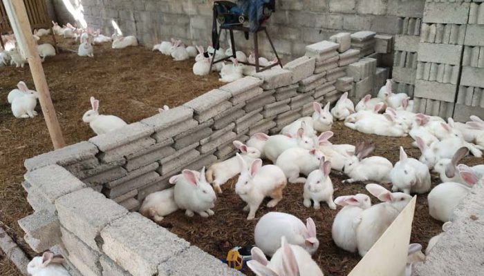 Jumlah Populasi Kelinci Berdasarkan Jenis Kelamin di Jawa Barat 2024