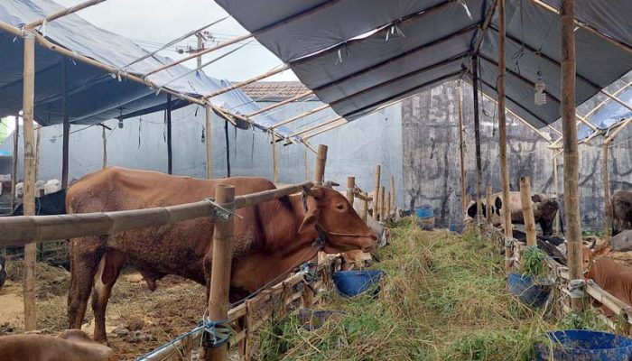 Depalan Daerah Dengan Populasi Sapi Perah Terbanyak di Jawa Barat