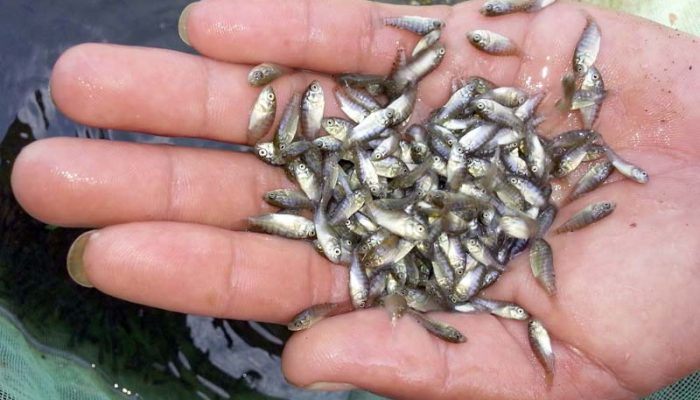 Jumlah Penebaran Benih Berdasarkan Jenis Ikan di Jawa Barat