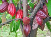 Produksi Perkebunan Rakyat Menurut Jenis Tanaman di Jawa Barat 2024