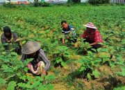 Luas Panen Tanaman Sayuran Menurut Kabupaten/Kota di Jawa Barat 2024