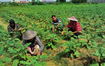 Luas Panen Tanaman Sayuran Menurut Kabupaten/Kota di Jawa Barat 2024