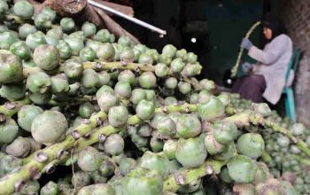 Menengok Sentra Produksi Kolang Kaling di Kabupaten Sukabumi