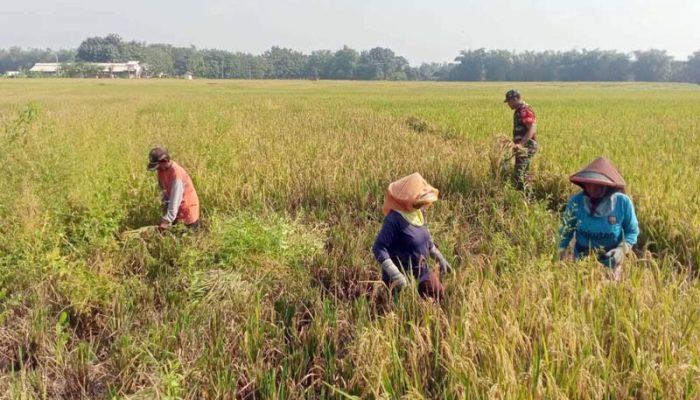 Jabar Optimistis Produksi Padi 2026 Meningkat Meski Terjadi Banjir
