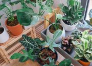 Produksi Tanaman Hias Menurut Jenis Tanaman di Jawa Barat 2025