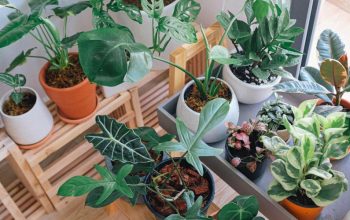 Produksi Tanaman Hias Menurut Jenis Tanaman di Jawa Barat 2025