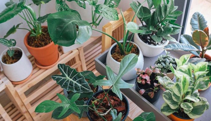 Produksi Tanaman Hias Menurut Jenis Tanaman di Jawa Barat 2025