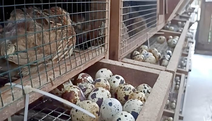 Jumlah Produksi Telur Puyuh Berdasarkan Kabupaten/Kota di Jawa Barat