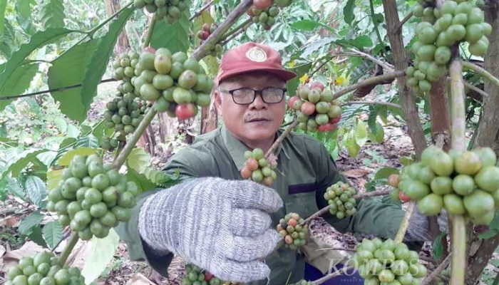 Produksi Perkebunan Rakyat Komoditi Kopi Robusta Tahunan di Jawa Barat 2025