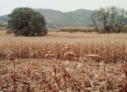 BMKG: Musim Kemarau di Jabar Datang Lebih Cepat dan Panjang