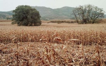 BMKG: Musim Kemarau di Jabar Datang Lebih Cepat dan Panjang