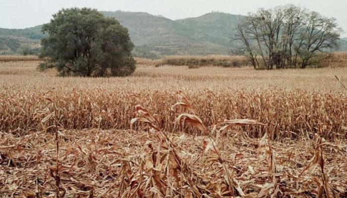 BMKG: Musim Kemarau di Jabar Datang Lebih Cepat dan Panjang