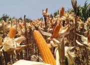 Produksi Jagung Naik, Garut Kuasai 42 Persen Pasokan di Jabar
