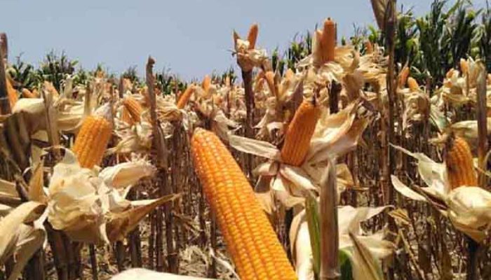 Produksi Jagung Naik, Garut Kuasai 42 Persen Pasokan di Jabar